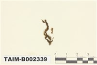 藏品(裂萼蘚屬)的圖片